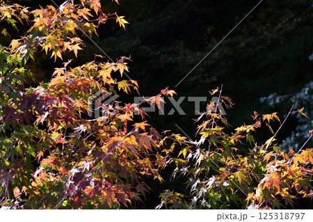東峰村の紅葉 125318797