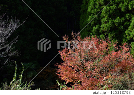 東峰村の紅葉 125318798