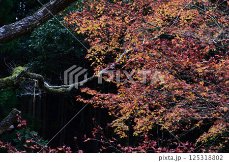 東峰村の紅葉 125318802