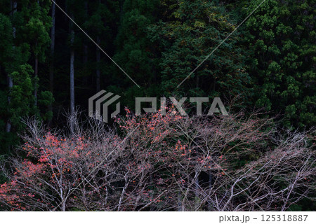 東峰村の紅葉 125318887