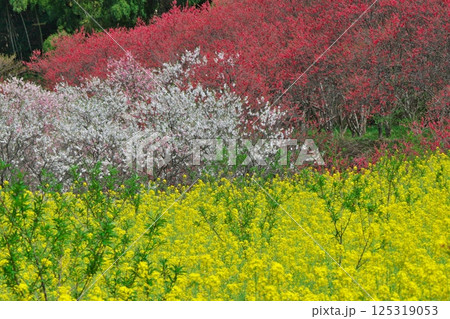 彩溢れる桃源郷（天国に一番近い里：島根県邑智郡邑南町） 125319053