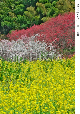彩溢れる桃源郷(天国に一番近い里:島根県邑智郡邑南町) 彩溢れる桃源郷(天国に一番近い里:島根県邑智郡邑南町) 125319055