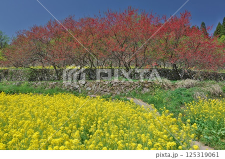 彩溢れる桃源郷(天国に一番近い里:島根県邑智郡邑南町) 彩溢れる桃源郷(天国に一番近い里:島根県邑智郡邑南町) 125319061