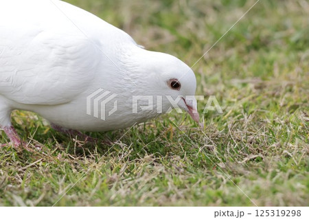 公園で餌を探す白いハト 125319298