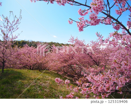 河津桜 河津桜 125319406