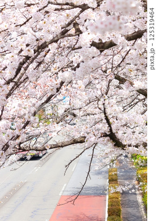 国立市　桜満開の大学通り 125319464