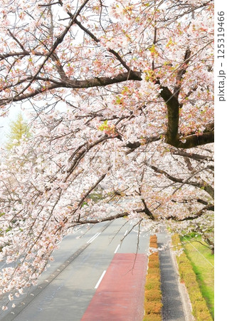 国立市　桜満開の大学通り 125319466
