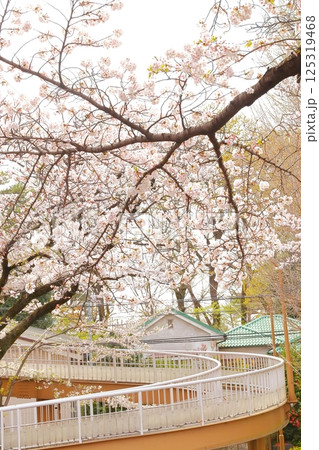 国立市 桜満開の大学通り 国立市 桜満開の大学通り 125319468