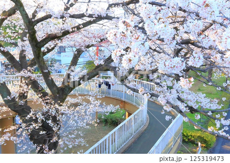 国立市　桜満開の大学通り 125319473