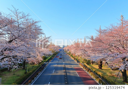 国立市　桜満開の大学通り 125319474