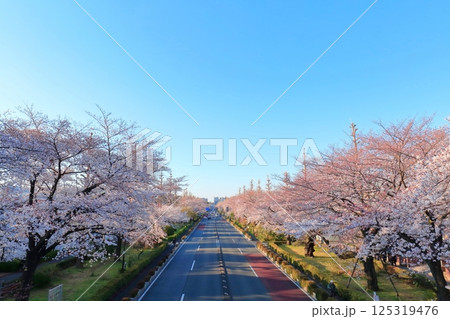 国立市 桜満開の大学通り 国立市 桜満開の大学通り 125319476