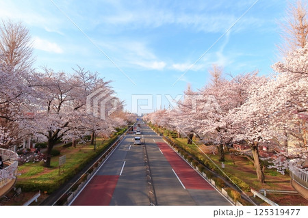 国立市 桜満開の大学通り 国立市 桜満開の大学通り 125319477
