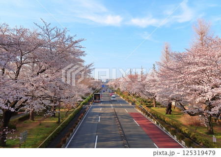 国立市　桜満開の大学通り 125319479