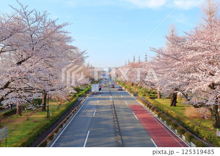 国立市　桜満開の大学通り 125319485