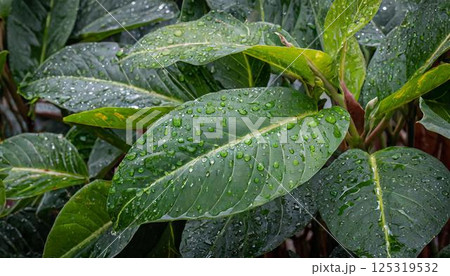 雨に濡れた葉 125319532