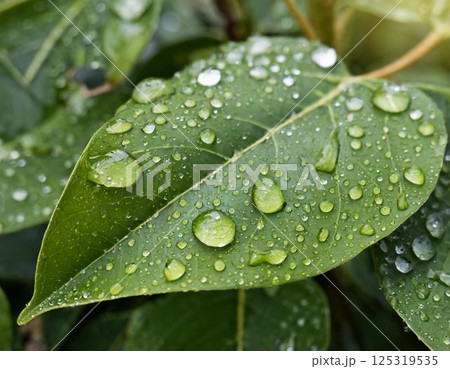 雨に濡れた葉 125319535