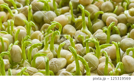 Microgreens. Growing Peas at Home. Pea Sprouts. Step-by-Step Instructions. Microgreens. Growing Peas at Home. Pea Sprouts. Step-by-Step Instructions. 125319569