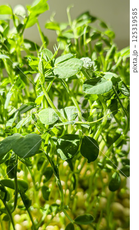 Microgreens. Growing Peas at Home. Pea Sprouts. Step-by-Step Instructions. 125319585