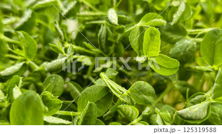 Microgreens. Growing Peas at Home. Pea Sprouts. Step-by-Step Instructions. Microgreens. Growing Peas at Home. Pea Sprouts. Step-by-Step Instructions. 125319588