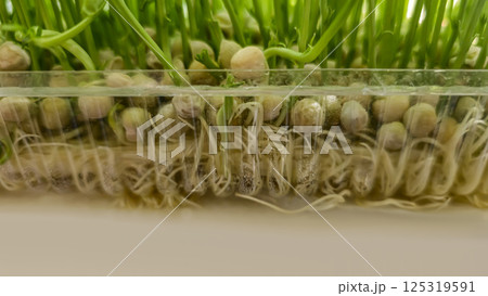 Microgreens. Growing Peas at Home. Pea Sprouts. Step-by-Step Instructions. Microgreens. Growing Peas at Home. Pea Sprouts. Step-by-Step Instructions. 125319591