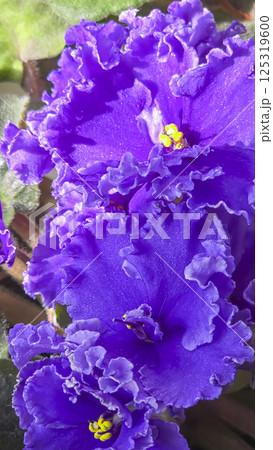 Decorative violets, indoor plants. Room interior decoration. Large flowers. 125319600