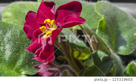 Decorative violets, indoor plants. Room interior decoration. Large flowers. Decorative violets, indoor plants. Room interior decoration. Large flowers. 125319603