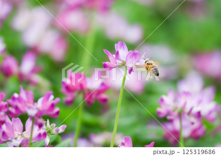 レンゲの蜜を吸うミツバチ レンゲの蜜を吸うミツバチ 125319686