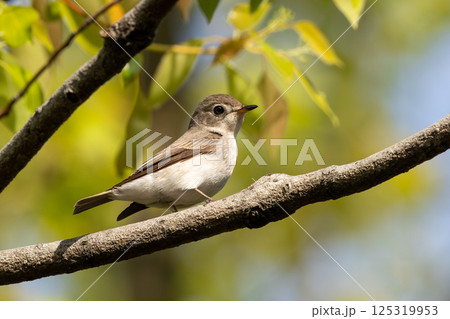 枝にとまるコサメビタキ 枝にとまるコサメビタキ 125319953