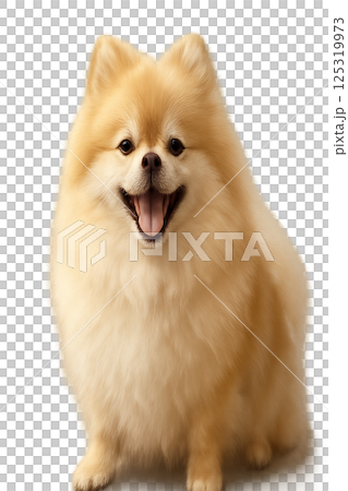 微笑的博美犬 125319973