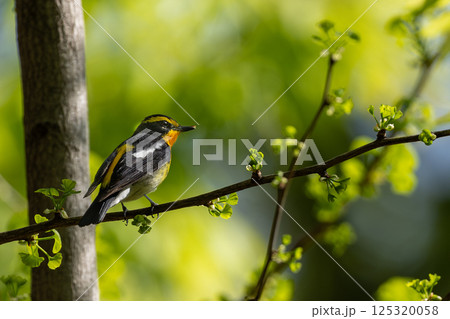 枝に止まるキビタキ 125320058