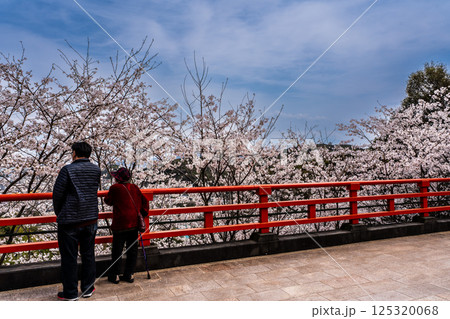 御館山稲荷神社の桜【長崎県諫早市】 御館山稲荷神社の桜【長崎県諫早市】 125320068