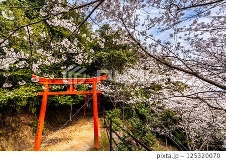 御館山稲荷神社の桜【長崎県諫早市】 御館山稲荷神社の桜【長崎県諫早市】 125320070