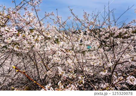 御館山稲荷神社の桜【長崎県諫早市】 125320078