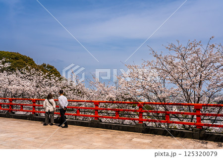御館山稲荷神社の桜【長崎県諫早市】 125320079