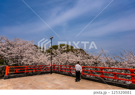 御館山稲荷神社の桜【長崎県諫早市】 御館山稲荷神社の桜【長崎県諫早市】 125320081