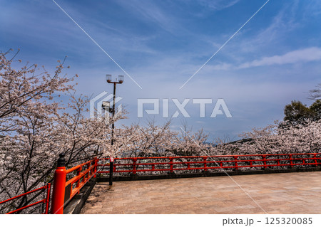 御館山稲荷神社の桜【長崎県諫早市】 125320085