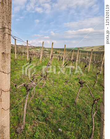 Grape vines sprouting, supported by concrete poles and wires in verdant vineyard landscape 125320119