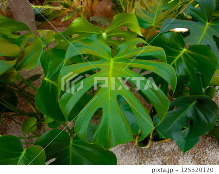 Large monstera deliciosa leaf growing in greenhouse setting copy space 125320120