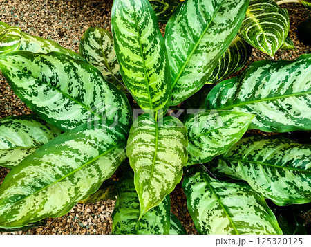 Vibrant green and white leaves of a tropical plant growing in botanical garden copy space 125320125