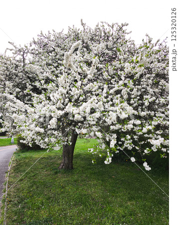 Blooming cherry tree stands in green meadow during springtime copy space 125320126