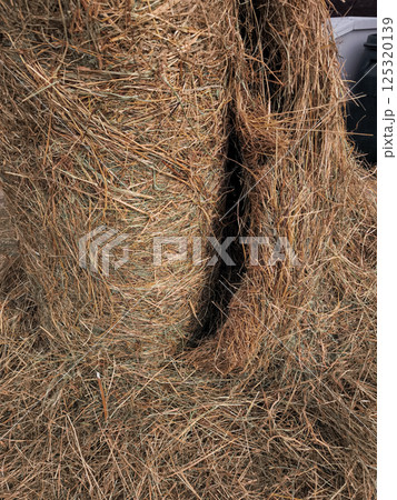 Close up of round hay bales, essential winter feed for livestock, ensuring proper nutrition during colder months Close up of round hay bales, essential winter feed for livestock, ensuring proper nutrition during colder months 125320139