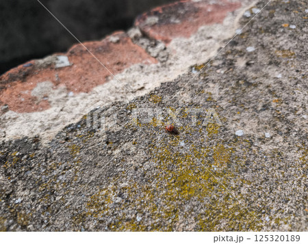 Ladybug traversing mossy concrete texture, revealing urban wildlife detail against gritty architectural background Ladybug traversing mossy concrete texture, revealing urban wildlife detail against gritty architectural background 125320189