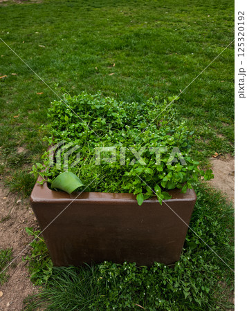 Chickweed growing in brown pot on grass field copy space 125320192