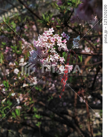 Fragrant viburnum blossoms adorned with red and white thread in prague Fragrant viburnum blossoms adorned with red and white thread in prague 125320200