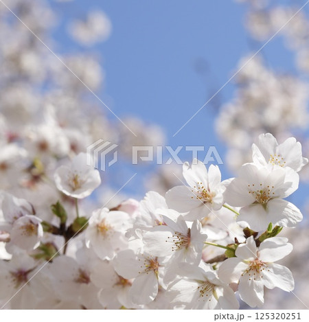 青空に映える桜 ソメイヨシノ 125320251