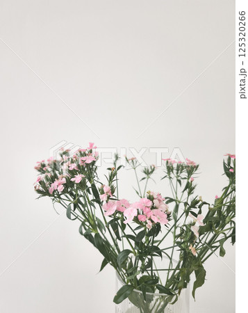 Delicate pink flowers adorning a simple glass vase against a neutral background copy space 125320266