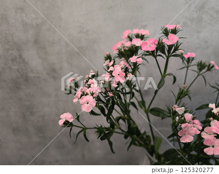 Delicate pink dianthus flowers blooming against a textured gray wall copy space Delicate pink dianthus flowers blooming against a textured gray wall copy space 125320277