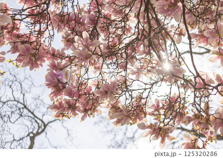 Sun shining through pink magnolia blossoms in springtime in Vojan Gardens Prague copy space wallpaper 125320286