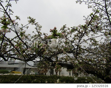 八分咲きのこじま花の会花畑桜並木のサクラ 八分咲きのこじま花の会花畑桜並木のサクラ 125320316