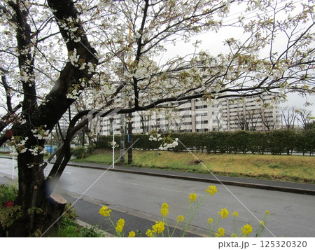 八分咲きのこじま花の会花畑桜並木のサクラ 八分咲きのこじま花の会花畑桜並木のサクラ 125320320